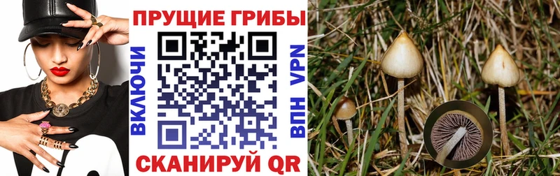 Псилоцибиновые грибы Magic Shrooms  Бердск 